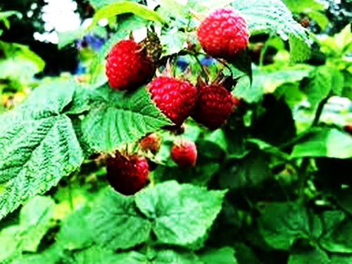 Red Raspberry Seeds for Planting 200+ Pcs Seeds