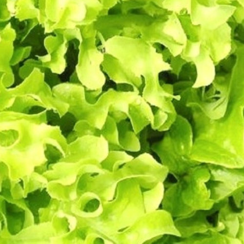 Salad Bowl Lettuce Seeds | NON-GMO Lettuce Seeds | Fresh Heirloom Garden Seeds