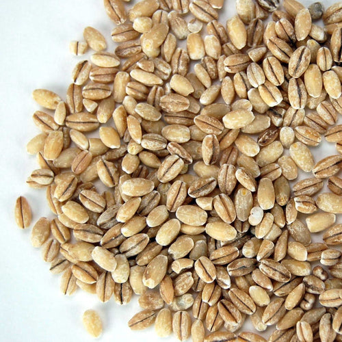 Organic Pearled Barley (Hulled) - 30 Lb Re-Sealable Bucket - Barley Grains for Flour, Bread, Beer Making Animal Feed, Food Storage & More