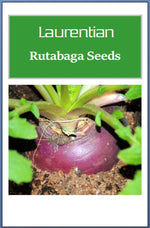 Laurentian Rutabaga Seeds | NON-GMO Rutabaga Seeds | Heirloom Garden Seeds