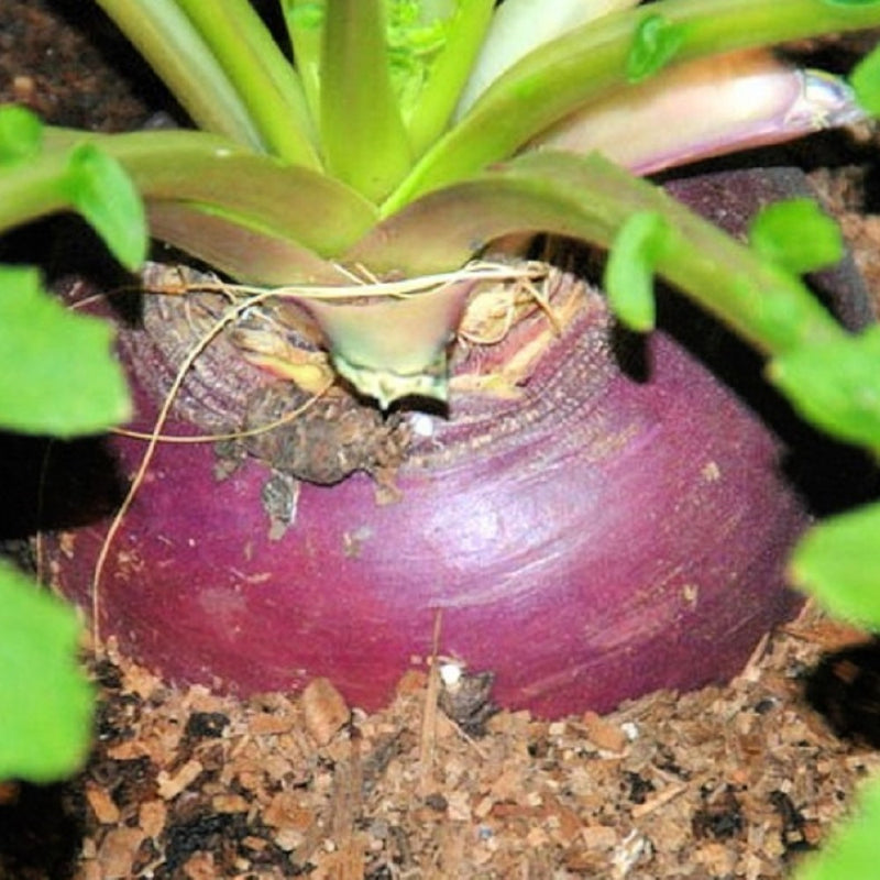 Laurentian Rutabaga Seeds | NON-GMO Rutabaga Seeds | Heirloom Garden Seeds