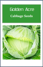 Golden Acre Cabbage Seeds | NON-GMO Cabbage Seeds | Fresh Heirloom Garden Seeds