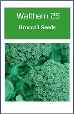 Broccoli Seeds | NON-GMO Broccoli Seeds | Fresh Heirloom Garden Seeds