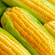 Golden Bantam Corn Seeds - Non-GMO Heirloom
