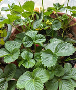 300PCS Giant Strawberry Seeds Everbearing Fragaria Fruit Seeds