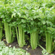 Celery Seeds - Non-GMO Heirloom for Planting