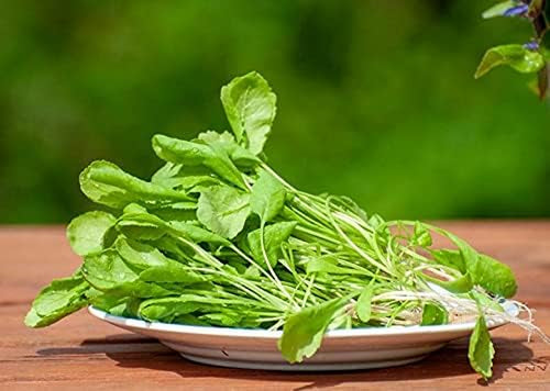 Seeds Vegetable Garden Cress Lettuce Brodleaf - 400 Seeds