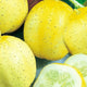 Lemon Cucumber Seeds - Non-GMO Heirloom