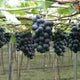 Kyoho Grape Seeds - 50 Count, Fruit Tree