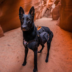Big Baxter Dog Backpack, Dog Saddlebag, Dog Pack, Adjustable Saddlebag for Hiking, Walking, Running, Camping, Black/Orange