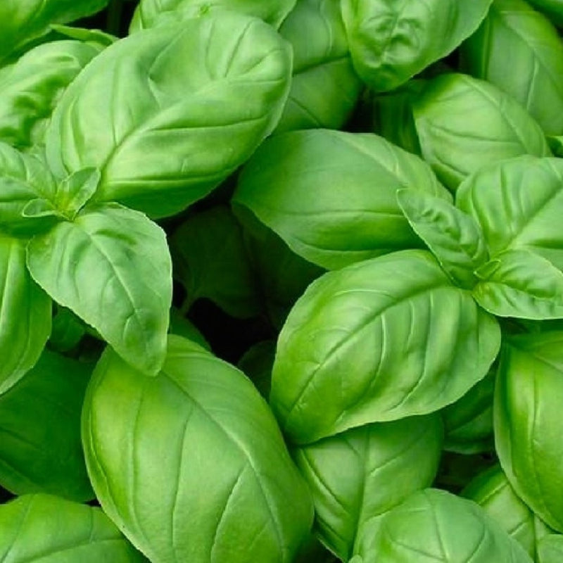 Genovese Basil Seeds | NON-GMO Basil Seeds | Fresh Heirloom Garden Seeds