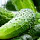 Boston Pickling Cucumber Seeds - Heirloom