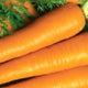Imperator Carrot Seeds - Non-GMO Heirloom