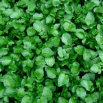 Seeds Vegetable Garden Cress Lettuce Brodleaf - 400 Seeds