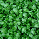 Broadleaf Cress Lettuce Seeds - 400 Count