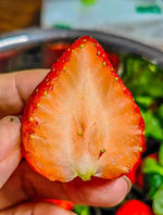 300PCS Giant Strawberry Seeds Everbearing Fragaria Fruit Seeds