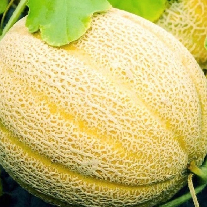 Hales Best Jumbo Cantaloupe Seeds | NON-GMO Cantaloupe Seeds | Heirloom Seeds