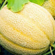 Hales Best Cantaloupe Seeds - Non-GMO Heirloom