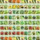 100 Assorted Heirloom Vegetable Seeds - Non-GMO