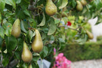 Common Pear Tree Seeds, 30 Seeds per Packet, , Non GMO & Heirloom Seeds, Pyrus Communis, Great Home Garden Gift, Fruit Producing Tree