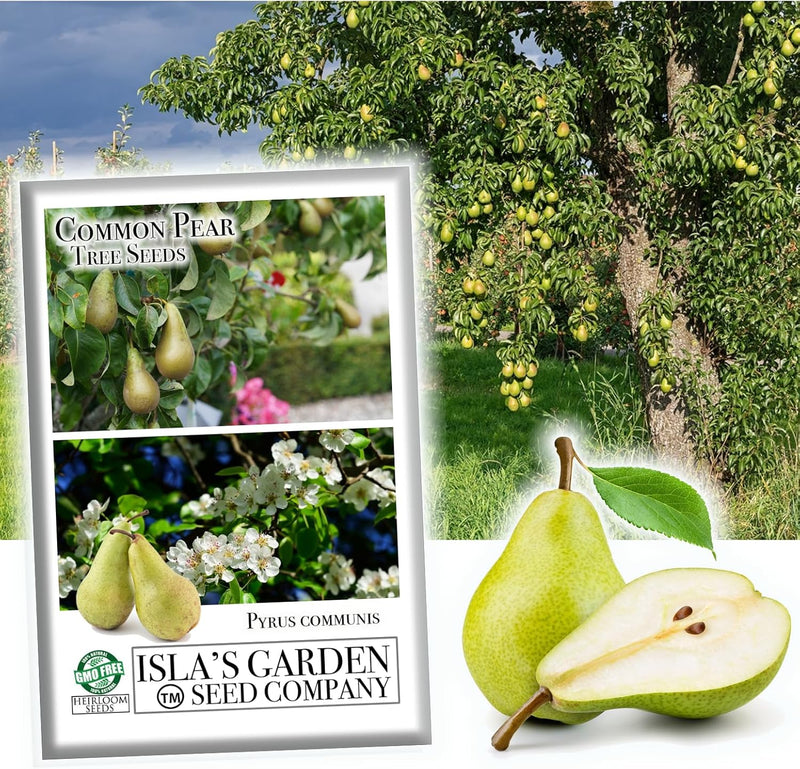 Common Pear Tree Seeds, 30 Seeds per Packet, , Non GMO & Heirloom Seeds, Pyrus Communis, Great Home Garden Gift, Fruit Producing Tree
