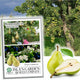 Pear Tree Seeds - Non-GMO Heirloom, 30 Count