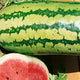 Garrisonian Watermelon Seeds - Non-GMO Heirloom