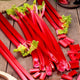 Rhubarb Seeds - 50+, Heirloom Garden